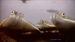 Камбала из «мультфильмов» позировала под водой на Сахалине