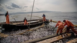 Росрыболовство: добыча иваси на Курильских островах превысила 428 тысяч тонн