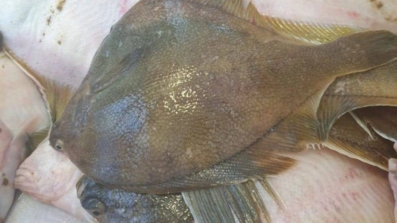 Свежую камбалу и минтай по низким ценам привезли в Поронайск и Углегорск 19 июня