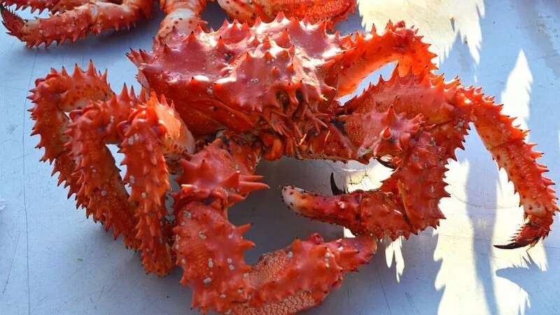 Глубоководные крабы могут подешеветь в 2,7 раза