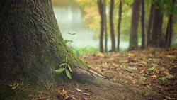 800 гектаров леса высадят на Сахалине и Курилах в 2023 году