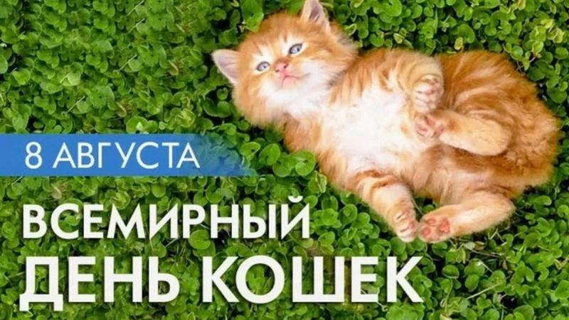 Всемирный день кошек 2024: красивые и прикольные картинки