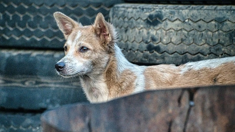 Кинологи рассказали, что делать ребенку при встрече с бездомными собаками