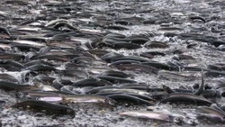 «Забили все заводы»: сахалинцы недовольны огромным количеством уйка