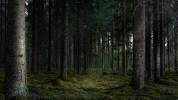 Труп и череп нашли в селе на Сахалине