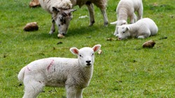 Суд отправил сахалинского пастуха на исправительные работы за обмен чужих овец на водку и сигареты