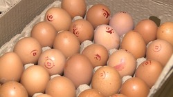 Выпуск яйца на птицефабрике «Островная» повысили до 300 тысяч штук в сутки