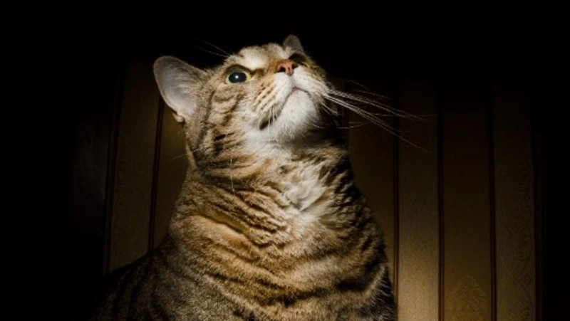 Плановые работы оставят часть Южно-Сахалинска без света 21 февраля