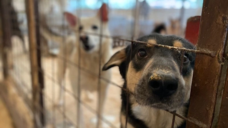 Жителей Сахалина призвали к помощи бездомным собакам