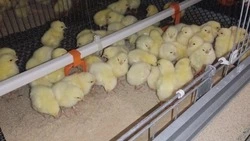 Птицефабрика «Островная» увеличила количество кур-несушек на 90 тысяч