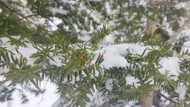 Улицы Южно-Сахалинска засыпало снегом утром 17 апреля