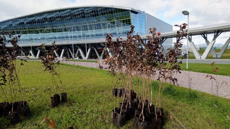Сад вишневых деревьев высадили возле аэропорта в Южно-Сахалинске