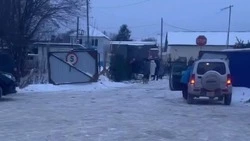 «Елочный коллапс»: сахалинцы жалуются на дефицит елок в лесничествах