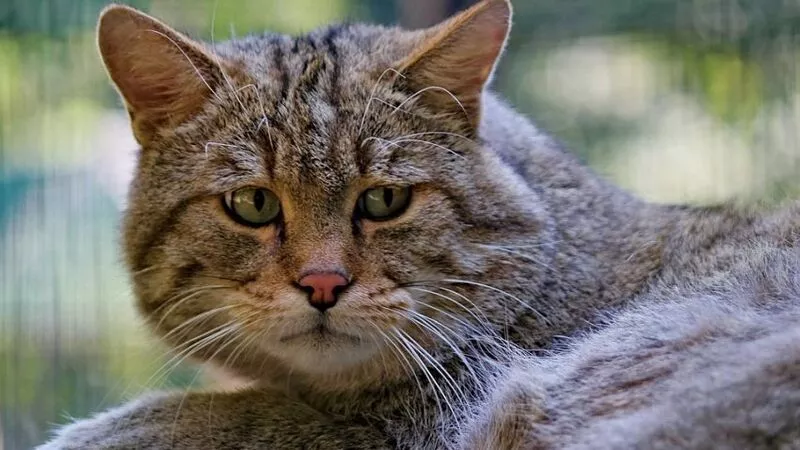 На Сахалине грумер отрезала коту два соска