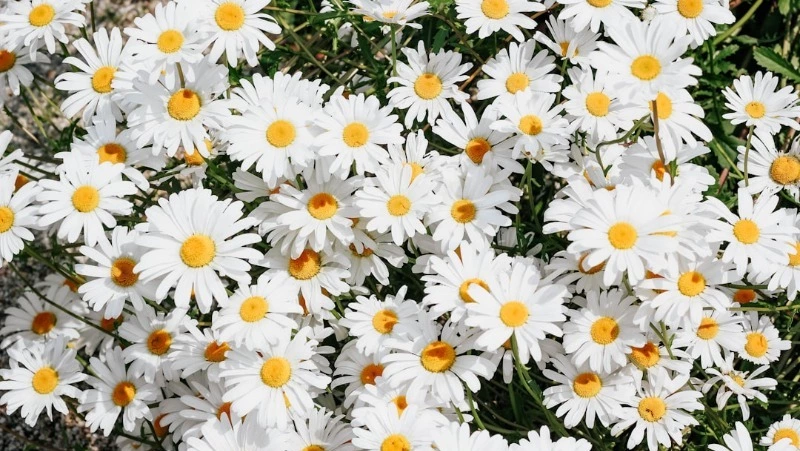 Поздравления с Днем семьи, любви и верности 2025: теплые слова в стихах и прозе