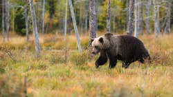 Медведи активизировались в селах Сахалина: как вести себя при встрече с хищником