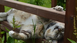Знаменитый сахалинский кот отказался вступать в профсоюз