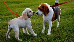 Кинологи объяснили, почему нельзя отпускать собак гулять самостоятельно