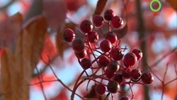 Убежать от хандры