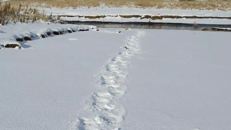 Курильчане выследили медведя, который страдает бессонницей