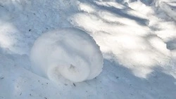 Загадочные «снежные рулоны» на Кунашире: редкое природное явление показали сотрудники заповедника