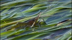 Чилим карабкался по траве в лагуне Буссе. ВИДЕО