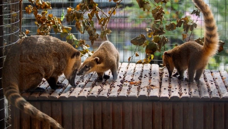 Сахалинский зооботпарк перейдет на зимний режим работы 