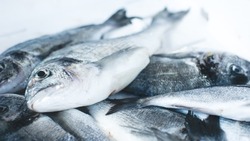 Новые предприятия подключились к программе «Доступная рыба» на Сахалине