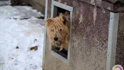 Сахалинские волонтеры накормили и пожалели обитателей приюта «Пес и кот»