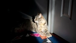 Часть Южно-Сахалинска проведет четыре часа без света 5 февраля