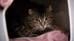 Пугливый обаяшка: сахалинский кот Гоша нуждается в человеческой ласке