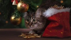 Сколько денег потратили районы Сахалина и Курил на Новый год? Рейтинг