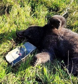 Сбивший медведицу на юге Сахалина водитель возместит ущерб