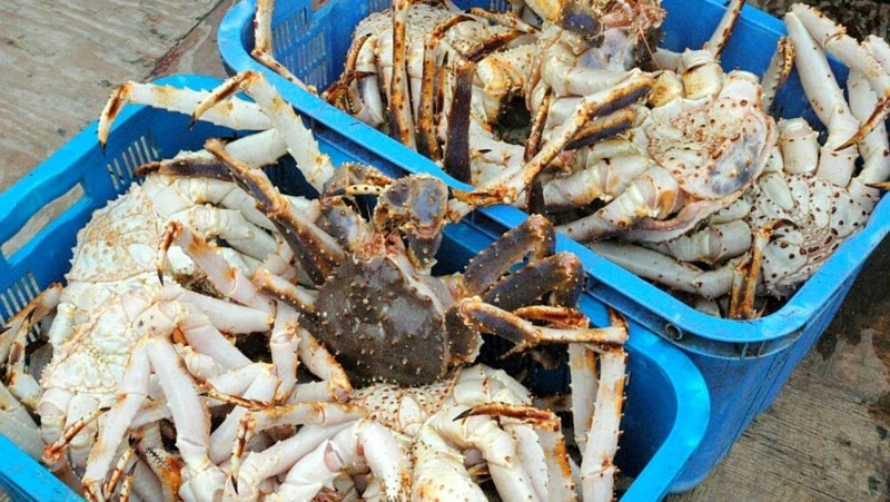 На Сахалине «Рыбокомбинат «Островной» оштрафовали за вылов 91 лишнего краба