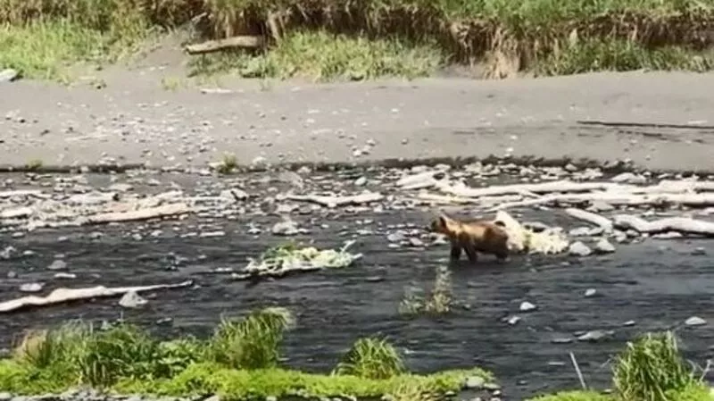 На Итурупе медведь устроил туристам «All inclusive» с рыбалкой и пикником