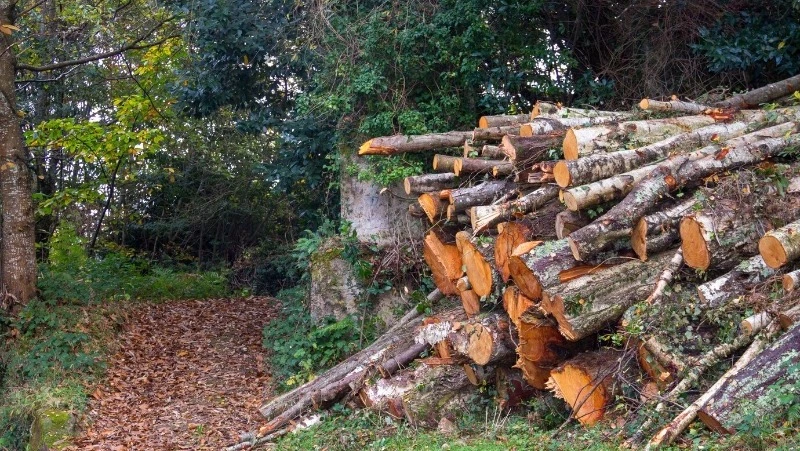 На Сахалине Ногликское лесничество «выбивало» через суд почти 27 миллионов рублей за аренду участков