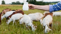 На Сахалине произвели 44,8 тысячи тонн молока с начала года