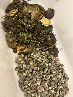 Фотофакт: сахалинцы наловили ванну трепанга, гребешка и крабов в озере Буссе