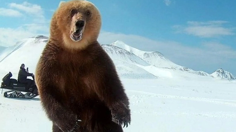 На юге Сахалина медведи вышли из берлог разминать мышцы