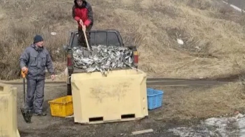 Рыбаки лопатами гребут селедку в Долинском районе