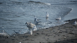 На Сахалин и Курилы стали чаще залетать белые гуси