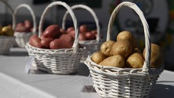 На Сахалине прошли испытания перспективных сортов картофеля 
