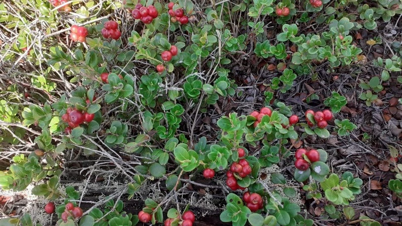 В лесах Сахалинской области начали собирать ягоду бессмертия — фото