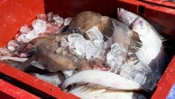 Свежемороженую камбалу по 112 рублей за кг доставили в Томаринский район 24 ноября