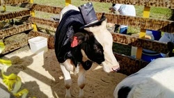 На Сахалине коров нарядили в карнавальные костюмы