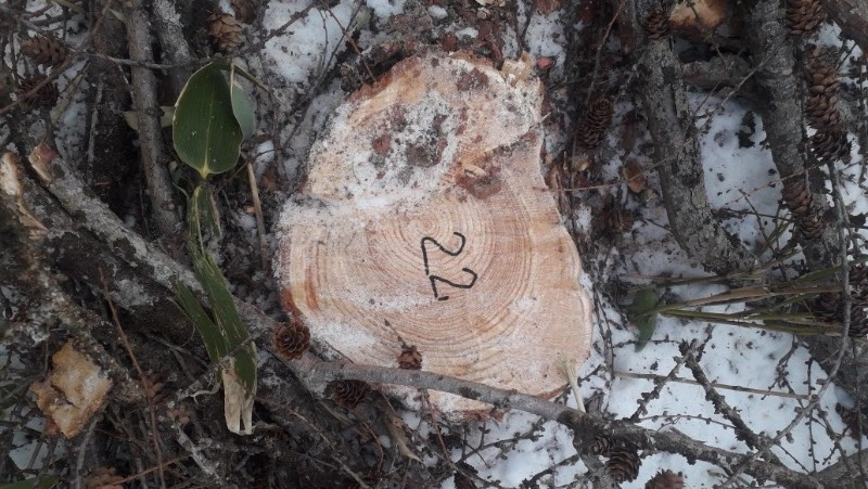 Мужчину на тракторе задержали во время вывоза срубленного дерева в Южно-Сахалинске