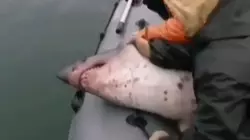 Рыбаки избили акулу кулаками, прежде чем отпустить в море. Сахалинцы в шоке