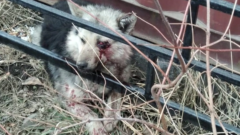 В Поронайске прохожие нашли окровавленного пса с выбитым глазом