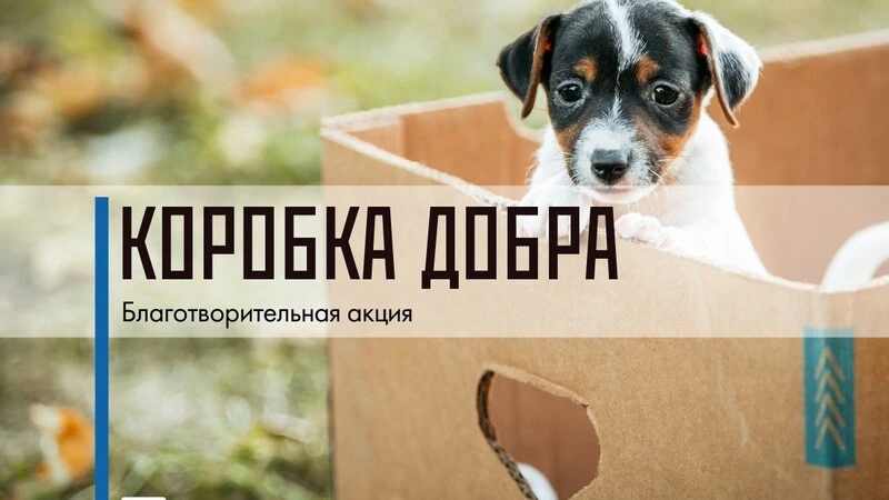 Областная библиотека предложила сахалинцам прийти со шприцами и ошейниками