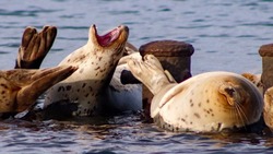 Жители Северо-Курильска застали отдыхающих тюленей в местном порту
